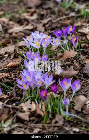 Northampton, Großbritannien, 17th Februar 2021, Crocus tommasinianus (Early Crocus), die Ende Januar Anfang Februar in voller Blüte unter dem Gras unter den Bäumen in Abington Park an diesem Nachmittag jetzt das Wetter hat sich aufgewärmt; Kredit: Keith J Smith./Alamy Live News Stockfoto