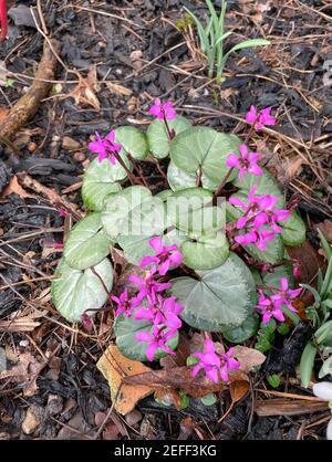 Winterblüte Helle rosa Blumen auf einer wilden Hardy Cyclamen Pflanze (Brot säen) wächst in einem Woodland Garden in Rural Devon, England, UK Stockfoto