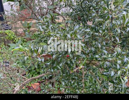 Winterblatt und rote Beeren auf einem Evergreen Holly Strauch (Ilex aquifolium 'Lichtenthalii'), der in einem Garten in Rural Devon, England, Großbritannien wächst Stockfoto