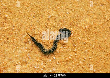 Hochwinkelansicht eines Puff Adder Bitis arietans auf der Straße, Kruger Nationalpark, Mpumalanga Provinz, Südafrika Stockfoto