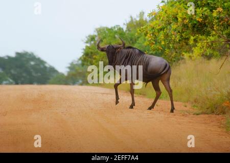 Wildebeest Connochaetes taurinus überquert die Straße, Kruger Nationalpark, Mpumalanga Provinz, Südafrika Stockfoto