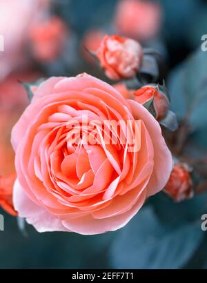 Wunderschöne Korallen Rosen Blumen im Garten. Getönte Wirkung Stockfoto