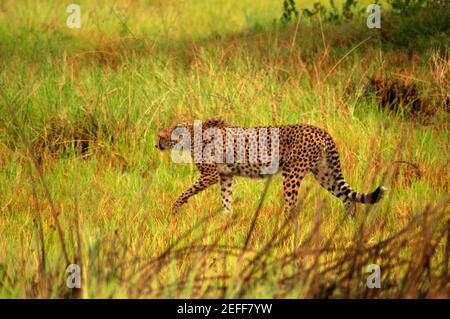 Cheetah Acinonyx jubatus Jagd in einem Wald, Okavango Delta, Botswana Stockfoto