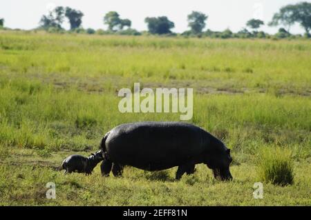 Hippopotamus Hippopotamus amphibius mit seinem Kalb weiden in einem Wald, Chobe National Park, Botswana Stockfoto