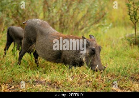 Zwei Warthogs Phacochoerus aethiopicus auf der Suche nach Essen in einem Wald, Okavango Delta, Botswana Stockfoto