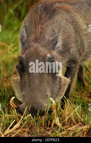 Nahaufnahme eines Warthog Phacochoerus aethiopicus auf der Suche nach einer Mahlzeit in einem Wald, Okavango Delta, Botswana Stockfoto