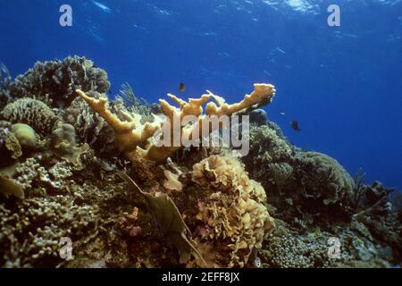 Nahaufnahme von Elkhorn Coral Acropora Palmata unter Wasser, Roatan, Bay Islands, Honduras Stockfoto