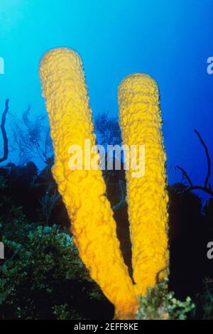 Nahaufnahme des Verzweigungsrohrschwamm Pseudoceratina crassa unter Wasser, Belize Stockfoto