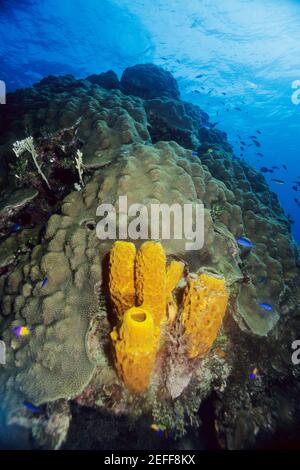 Hochwinkelansicht des Verzweigungsrohrschwamm Pseudoceratina crassa unter Wasser, Cayman-Inseln Stockfoto