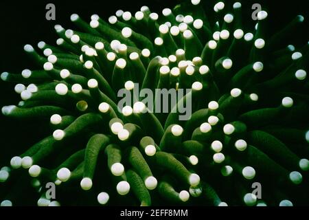 Nahaufnahme von Long Tentacle Plate Coral Heliofungia Actiniformis Unterwasser, Palau Stockfoto