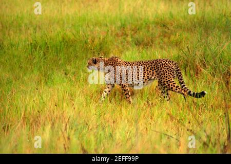 Cheetah Acinonyx jubatus steht in einem Wald, Okavango Delta, Botswana Stockfoto