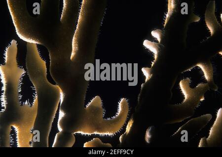 Nahaufnahme einer verzweigten Fire Coral Millepora Alcicornis Unterwasser, Cayman Islands Stockfoto