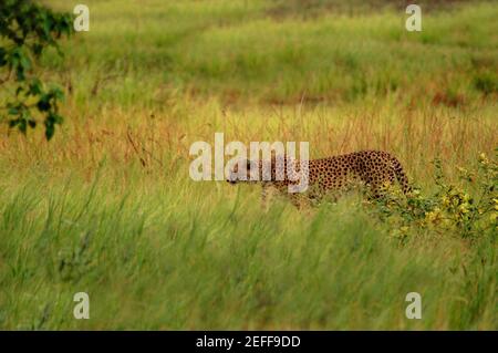 Cheetah Acinonyx jubatus steht in einem Wald, Okavango Delta, Botswana Stockfoto