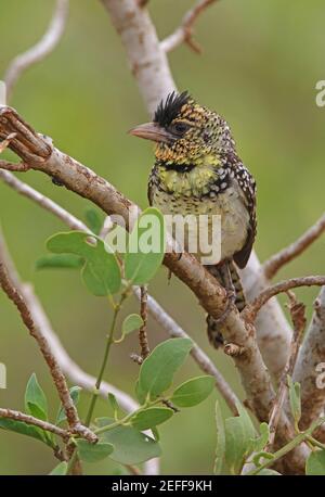 d'Arnaud's Barbet (Trachyphonus darnaudii boehmi) Männchen thront in Baum Küste Kenia November Stockfoto