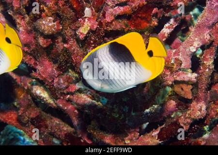 Zwei Saddleback-Falterfische Chaetodon ephippium schwimmen unter Wasser, Papua-Neuguinea Stockfoto