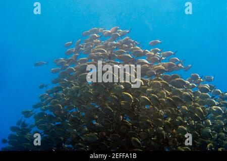 Schule der Gelben Jacks Carangoides bartholomaei Schwimmen unter Wasser, Papua-Neuguinea Stockfoto