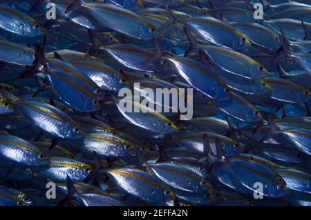 Schule der Gelben Jacks Carangoides bartholomaei Schwimmen unter Wasser, Papua-Neuguinea Stockfoto