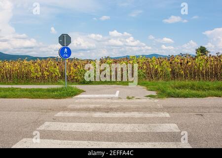 Eine Fußgängerüberfahrt, bei der ein Radweg eine Landstraße in Friaul-Julisch Venetien im Nordosten Italiens kreuzt. Ein Feld getrockneter Sonnenblumen im Hintergrund Stockfoto