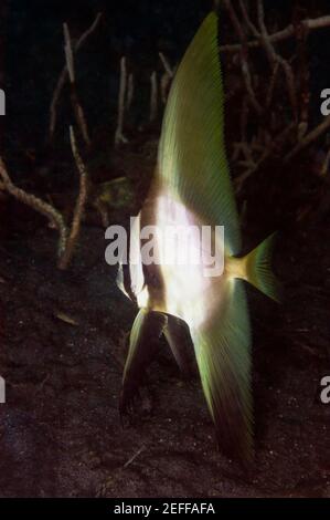 Longfin-Seefisch Platax teira schwimmend unter Wasser, Nord-Sulawesi, Sulawesi, Indonesien Stockfoto