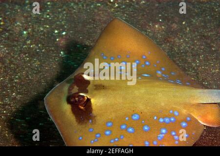 Bluespotted Stingray Dasyatis kuhlii Schwimmen unter Wasser, Nord Sulawesi, Sulawesi, Indonesien Stockfoto