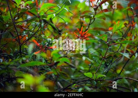 Seltene Bamboo Page Philaethria Dido Schmetterling auf einem Zweig Stockfoto