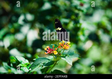 Nahaufnahme eines Heliconius Hewitsoni Schmetterlings, der Blüten bestäubt Stockfoto