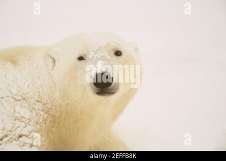 Nahaufnahme eines Eisbären Ursus Maritimus Stockfoto