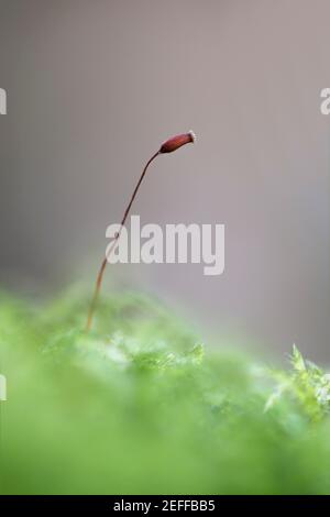 Rauhgestielter Federmoos (Brachythecium rutabulum) Stockfoto