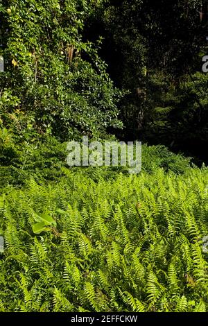 Farne in einem Wald, Akaka Falls State Park, Hilo, Big Island, Hawaii Islands, USA Stockfoto