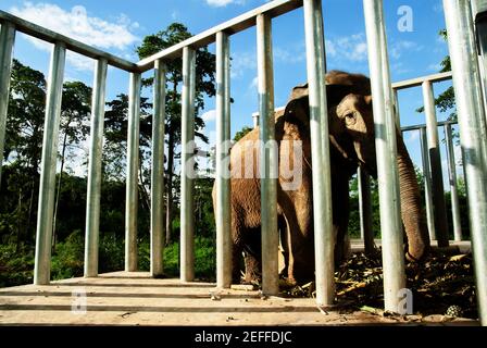 Ein asiatischer Elefant, der sich auf einem Haufen reifer Ananas hinter einem Edelstahlzaun ernährt, ein wilder Elefant, der in einem Wald von Khao Ang Rue Nai in Thailand lebt. Stockfoto