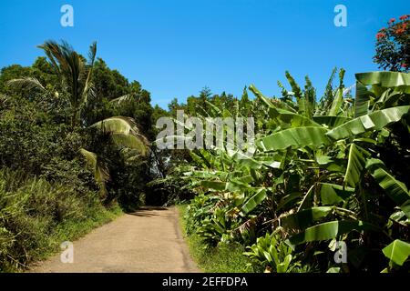 Bäume auf beiden Seiten einer Straße, Maui, Hawaii-Inseln, USA Stockfoto