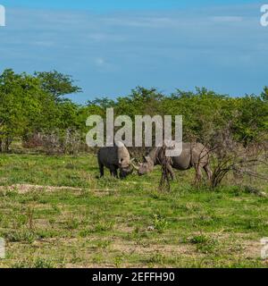 Zwei schwarze Nashorn, Nashorn zwischen Büschen in Kalahari Wüste, Etosha Nationalpark, Nambia, Afrika. Stockfoto