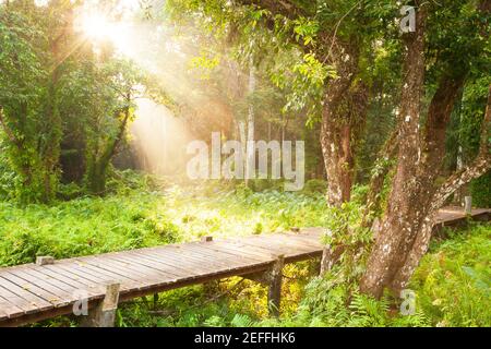 Eine Holzpromenade durch einen Sumpf am Morgen. Die Sonne scheint am Morgen auf einer Holzpromenade durch den Regenwald. Talay Ban, Thailand. Stockfoto