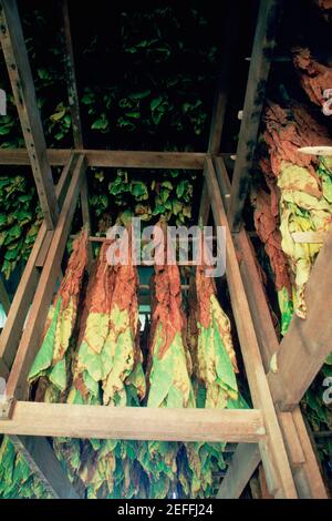 Tabak, der in einer Scheune, Maryland, heilend ist Stockfoto