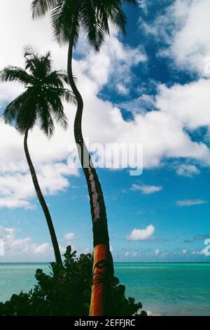 Blick auf Palmen an einem malerischen Strand, Pigeon Point, Tobago, Karibik Stockfoto