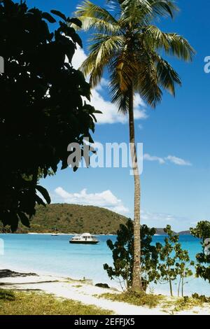 Eine hohe Palme an einem Strand gesehen, St. John, US Virgin Islands Stockfoto