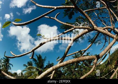 Blauer Himmel durch die Äste eines alten Baumes gesehen, amerikanische Jungferninseln Stockfoto