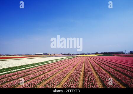 Panoramablick auf Blumen in einem Feld, Amsterdam, Niederlande Stockfoto