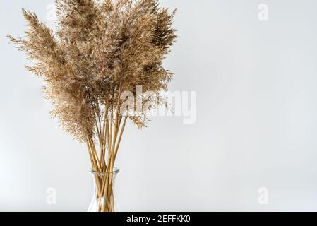 Trockenes Schilf Pampas Gras in Glasvase auf hellgrau Hintergrund Stockfoto