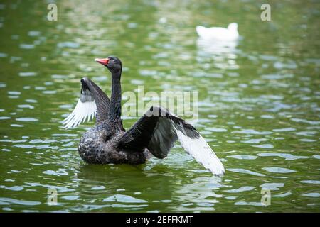 Anmutiger schwarzer Schwan, der seine Flügel ausbreitet und sich im Sommer auf einem tropischen See entspannt. Stockfoto