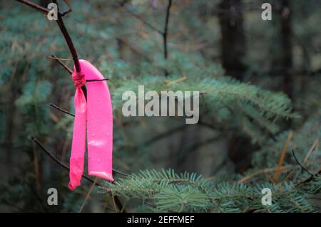 Pinkes Plastikband, das im Wald an den Ast einer Kiefer gebunden ist Stockfoto