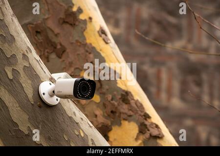 Am Baum montierte Alhua Technology CCTV-Überwachungskamera, die an einer Buche in städtischer Umgebung in Sofia, Bulgarien, Osteuropa, EU befestigt ist Stockfoto