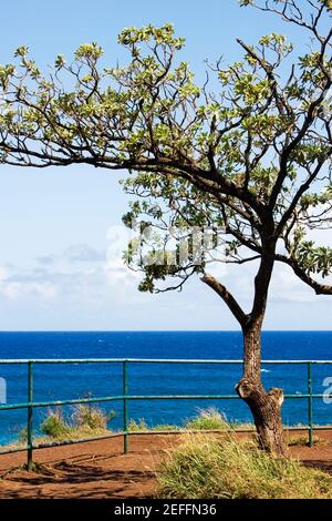 Baum am Strand, Hookipa Beach, Maui, Hawaii Inseln, USA Stockfoto