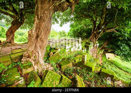 Alte wilde Bäume wachsen auf dem alten Damm von VAT Phou, Laos, VAT Phou ist ein zerstörter Khmer Hindu-Tempelkomplex in Champasak, Süd-Laos, UNESCO Stockfoto