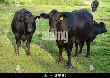 Schwarze Angus Rinder grasen auf Weideland. Stockfoto