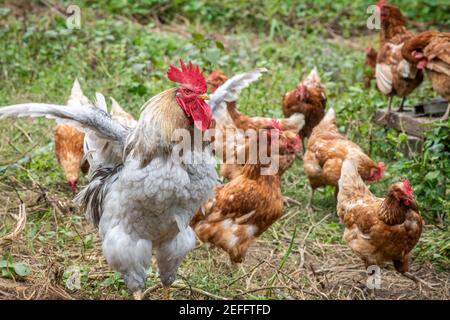 Dominanter Hahn flattert Flügel um Hühner auf einer Farm in Valley Lee, MD. Stockfoto