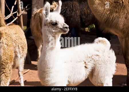 Nahaufnahme von Alpakas, Aguanacancha, Peru Stockfoto