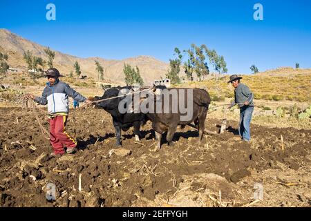 Bauern pflügen Feld mit Ochsen, Cabanaconde, Chivay, Arequipa, Peru Stockfoto