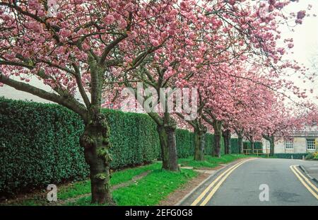 1990 Nottingham University Campus Kirschbäume mit Kirschblüten auf dem Cherry Tree Hill auf dem Campus der University of Nottingham. Diese Bäume wurden abgeschlagen, als der Campus in den 2000er Jahren sanierte.Nottingham University Cherry Tree Hill Road Nottingham, Nottinghamshire, England, GB, UK, Europa Stockfoto