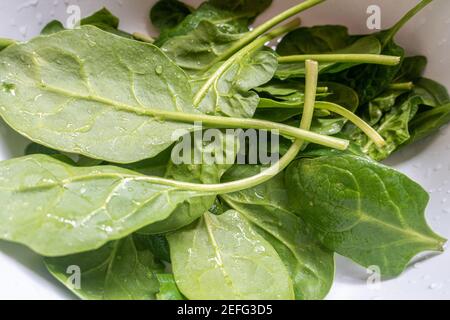 Baby Spinat blättete, gewaschen und in einem Kunststoff-Sieb abtropfen lassen. Stockfoto